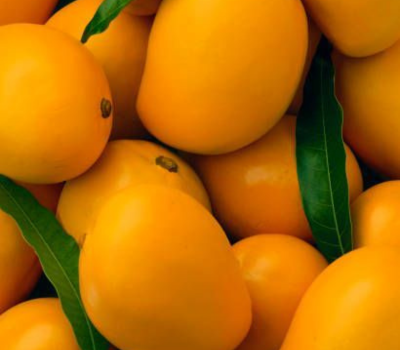 Pakistani Mangoes Chaunsa Sindhri export air sea freight